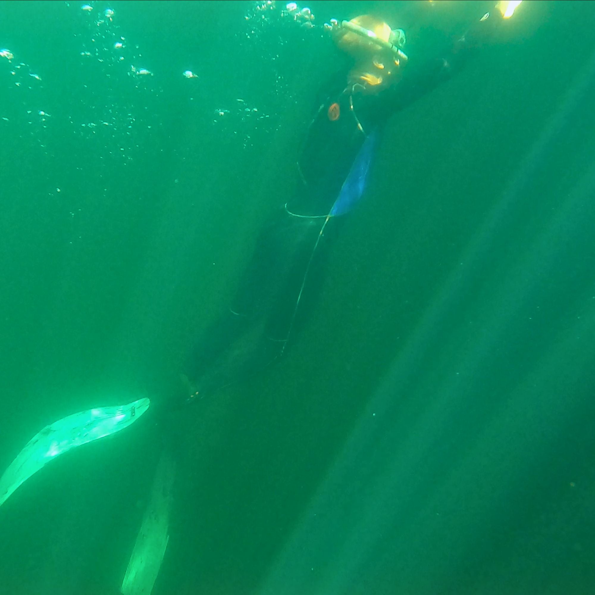 Syryn Full Foot Freediving Fin